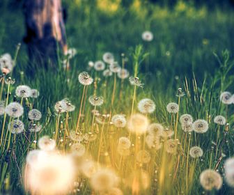grass_fields_meadow_dandelion_field_desktop_1680x1050_wallpaper-352105.jpg