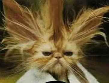 chat horrible.jpg