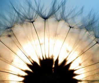 dandelion_by_weirdfish2_d2y4yfn_desktop_1920x1080_hd-wallpaper-746115.jpg