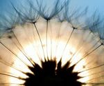 dandelion_by_weirdfish2_d2y4yfn_desktop_1920x1080_hd-wallpaper-746115.jpg
