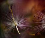 dandelion_fly_desktop_1920x1440_wallpaper-341027.jpg