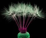dandelion_macro_desktop_1680x1050_hd-wallpaper-1018100.jpg