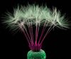 dandelion_macro_desktop_1680x1050_hd-wallpaper-1018100.jpg