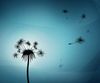 flowers_plants_dandelion_desktop_1440x900_hd-wallpaper-21522.jpg