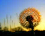 dandelion-sunset.jpg