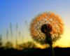 dandelion-sunset.jpg