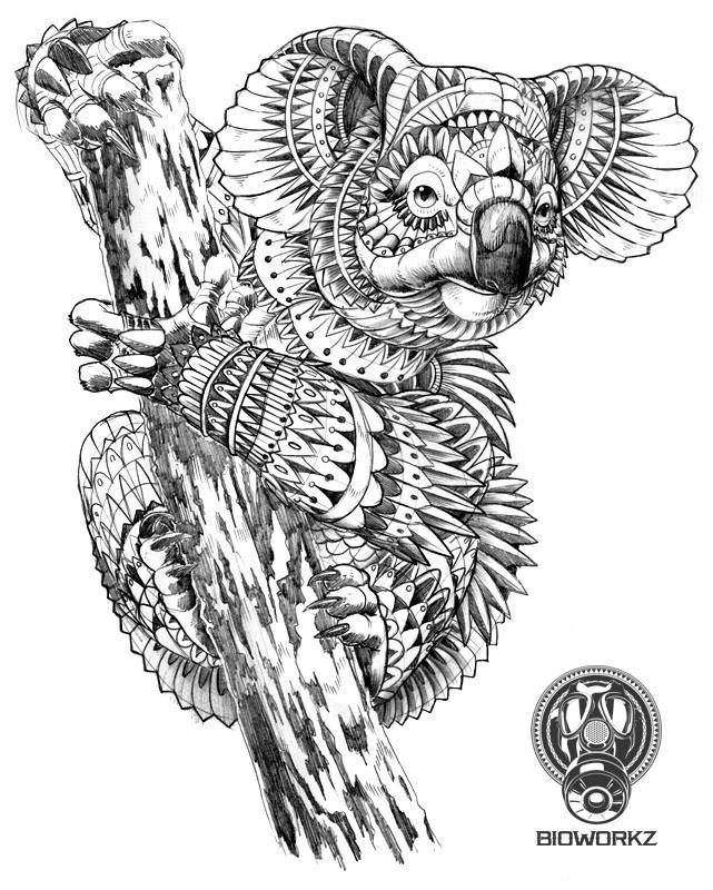 koala dessin.jpg