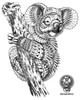 koala dessin.jpg