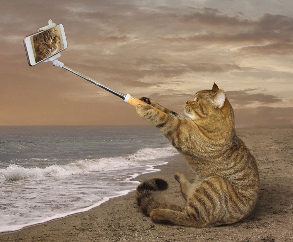 Creative_Cats_Coast_Funny_Smartphone_Sitting_522519_1239x1024.jpg