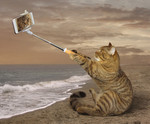 Creative_Cats_Coast_Funny_Smartphone_Sitting_522519_1239x1024.jpg