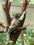 koala relax.jpg