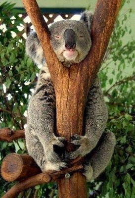 koala arbre.jpg