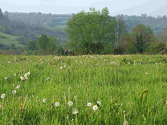 herbes