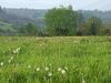 herbes