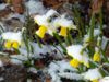 jonquilles-sous-la-neige-visoflora-116545.jpg