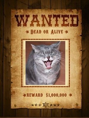 avis recherche.jpg