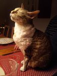 chat-fier-01.jpg