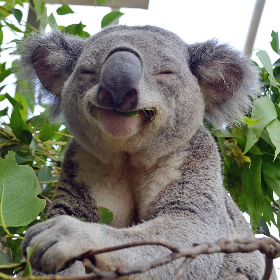 koala riant.jpg