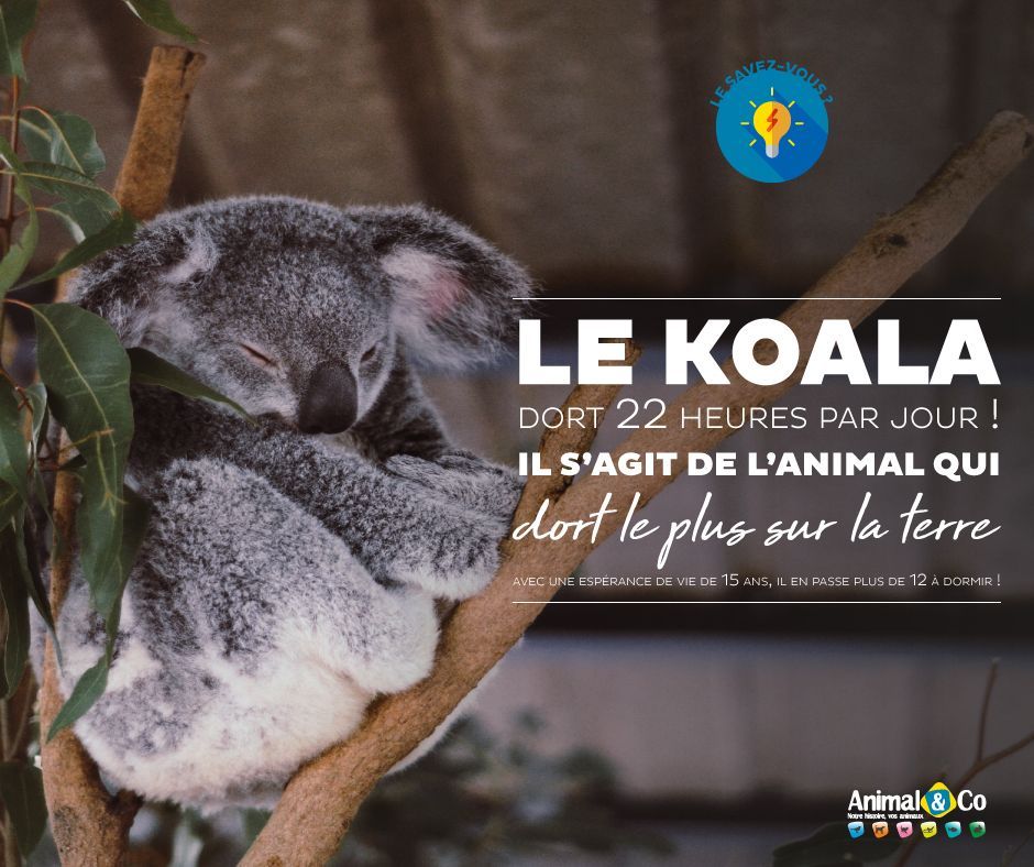 koala