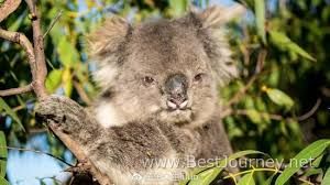 koala pas content 2.jpg