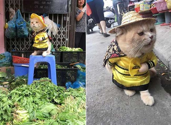 chat salades.jpg