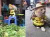 chat salades.jpg