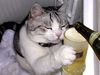 chat picole.jpg