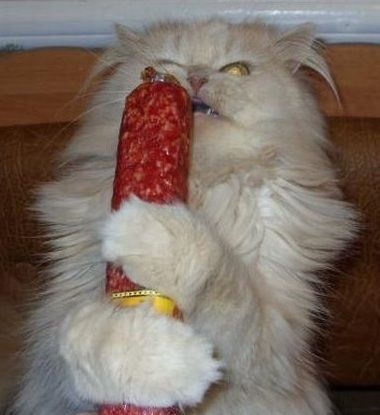 chat saucisson.jpg