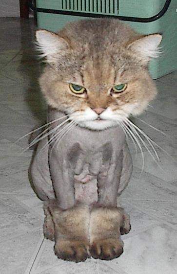 CHAT TOILETTE PAS CONTENT.jpg