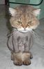 CHAT TOILETTE PAS CONTENT.jpg
