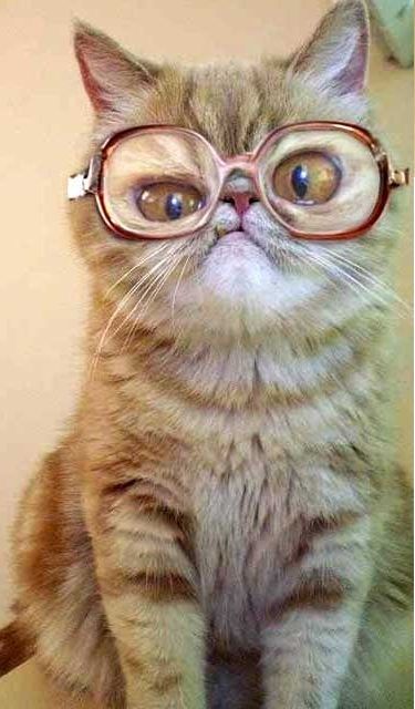 Mes Images De Koalagris Communaute Ebay