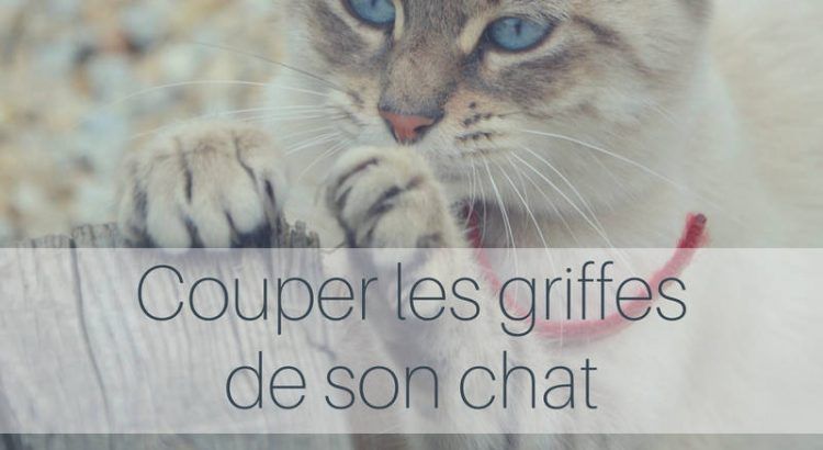 chat griffes couper.jpg