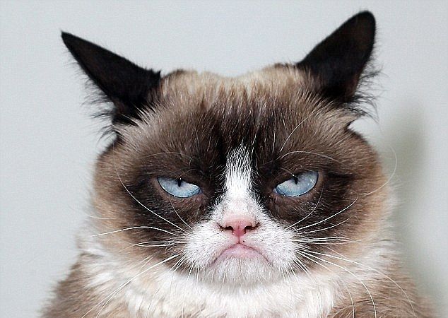 chat pas content.jpg