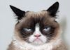 chat pas content.jpg