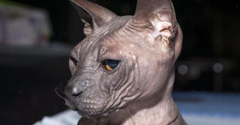 chat sans poils.jpg
