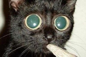 chat qui fume.jpg