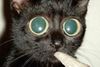 chat qui fume.jpg