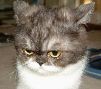 chat qui boude.jpg