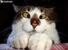 chat coccinelle.jpg