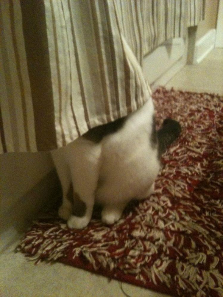 chat caché.jpg