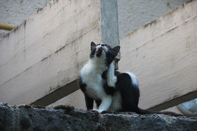 chat qui se gratte.jpg
