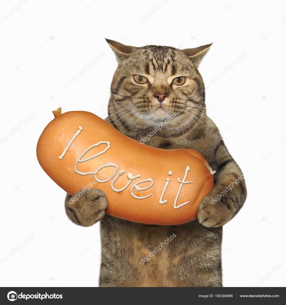 chat saucisse.jpg