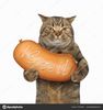 chat saucisse.jpg