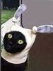 chat lapin.jpg