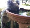 KOALA CHAUD.jpg