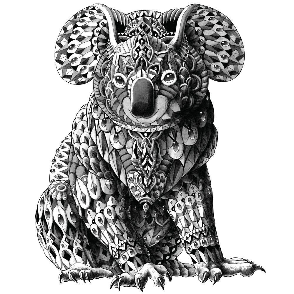 koala dessin 2.jpg
