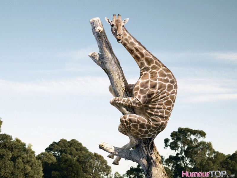 Girafe_image_humour.jpg
