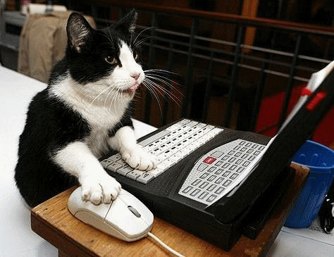 chat