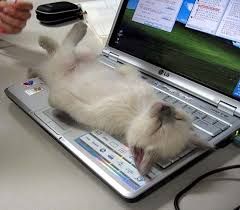 chat au travail.jpg