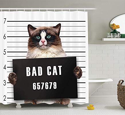 chat mauvais.jpg